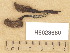  ( - H6028660)  @11 [ ] Copyright (2013) Diana Weckman Botanical Museum, Finnish Museum of Natural History, University of Helsinki