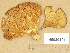  ( - H6029101)  @11 [ ] Copyright (2014) Diana Weckman Botanical Museum, Finnish Museum of Natural History, University of Helsinki