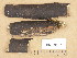  ( - H6029127)  @11 [ ] Copyright (2013) Diana Weckman Botanical Museum, Finnish Museum of Natural History, University of Helsinki