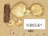  ( - H6036301)  @11 [ ] Copyright (2014) Diana Weckman Botanical Museum, Finnish Museum of Natural History, University of Helsinki