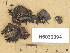  ( - H6039094)  @11 [ ] Copyright (2013) Diana Weckman Botanical Museum, Finnish Museum of Natural History, University of Helsinki