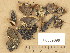  ( - H6039096)  @11 [ ] Copyright (2013) Diana Weckman Botanical Museum, Finnish Museum of Natural History, University of Helsinki