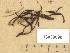  ( - H6039098)  @11 [ ] Copyright (2013) Diana Weckman Botanical Museum, Finnish Museum of Natural History, University of Helsinki