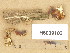  ( - H6039103)  @11 [ ] Copyright (2013) Diana Weckman Botanical Museum, Finnish Museum of Natural History, University of Helsinki