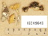  (Psilocybe subanellariformis - H6045646)  @11 [ ] Copyright (2014) Diana Weckman Botanical Museum, Finnish Museum of Natural History, University of Helsinki