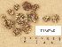  ( - T164740)  @11 [ ] Copyright (2012) Diana Weckman Botanical Museum, Finnish Museum of Natural History, University of Helsinki