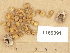  ( - T169091)  @11 [ ] Copyright (2012) Diana Weckman Botanical Museum, Finnish Museum of Natural History, University of Helsinki