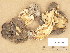  (Gyromitra sphaerospora - TUR156308)  @11 [ ] Copyright (2013) Diana Weckman Botanical Museum, Finnish Museum of Natural History, University of Helsinki