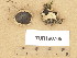  ( - TUR190765)  @11 [ ] Copyright (2013) Diana Weckman Botanical Museum, Finnish Museum of Natural History, University of Helsinki