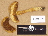  (Xerocomus ferrugineus - H6031833)  @11 [ ] Copyright (2012) Diana Weckman Botanical Museum, Finnish Museum of Natural History, University of Helsinki