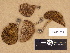  (Xerocomellus cisalpinus - H6031835)  @11 [ ] Copyright (2012) Diana Weckman Botanical Museum, Finnish Museum of Natural History, University of Helsinki