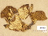  (Xerocomellus rubellus - H6032683)  @11 [ ] Copyright (2012) Diana Weckman Botanical Museum, Finnish Museum of Natural History, University of Helsinki