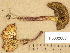  (Xerocomellus chrysenteron - H6032685)  @11 [ ] Copyright (2012) Diana Weckman Botanical Museum, Finnish Museum of Natural History, University of Helsinki