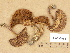  (Xerocomellus ripariellus - H6032686)  @11 [ ] Copyright (2012) Diana Weckman Botanical Museum, Finnish Museum of Natural History, University of Helsinki