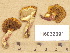  ( - H6032691)  @11 [ ] Copyright (2012) Diana Weckman Botanical Museum, Finnish Museum of Natural History, University of Helsinki