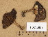  (Xerocomellus pruinatus - H6036887)  @11 [ ] Copyright (2013) Diana Weckman Botanical Museum, Finnish Museum of Natural History, University of Helsinki
