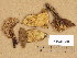  (Xerocomellus engelii - H6036888)  @11 [ ] Copyright (2013) Diana Weckman Botanical Museum, Finnish Museum of Natural History, University of Helsinki