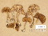  ( - H6045678)  @11 [ ] Copyright (2014) Diana Weckman Botanical Museum, Finnish Museum of Natural History, University of Helsinki