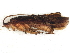  ( - JSlk-2010B075)  @14 [ ] CreativeCommons - Attribution (2010) Unspecified Centre for Biodiversity Genomics