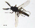 ( - FiCer109)  @13 [ ] CreativeCommons - Attribution Non-Commercial Share-Alike (2012) NTNU Museum of Natural History and Archaeology NTNU Museum of Natural History and Archaeology