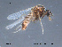  ( - FiCer116)  @12 [ ] CreativeCommons - Attribution Non-Commercial Share-Alike (2012) NTNU Museum of Natural History and Archaeology NTNU Museum of Natural History and Archaeology