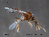  (Ceratopogon lacteipennis - FiCer136)  @13 [ ] CreativeCommons - Attribution Non-Commercial Share-Alike (2012) NTNU Museum of Natural History and Archaeology NTNU Museum of Natural History and Archaeology