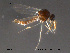  (Atrichopogon oedemerarum - FiCer142)  @13 [ ] CreativeCommons - Attribution Non-Commercial Share-Alike (2012) NTNU Museum of Natural History and Archaeology NTNU Museum of Natural History and Archaeology