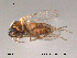  (Forcipomyia chaetoptera - FiCer149)  @13 [ ] CreativeCommons - Attribution Non-Commercial Share-Alike (2012) NTNU Museum of Natural History and Archaeology NTNU Museum of Natural History and Archaeology