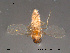  (Forcipomyia acidicola - FiCer157)  @12 [ ] CreativeCommons - Attribution Non-Commercial Share-Alike (2012) NTNU Museum of Natural History and Archaeology NTNU Museum of Natural History and Archaeology