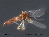  ( - FiCer200)  @13 [ ] CreativeCommons - Attribution Non-Commercial Share-Alike (2012) NTNU Museum of Natural History and Archaeology NTNU Museum of Natural History and Archaeology