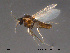  ( - FiCer204)  @13 [ ] CreativeCommons - Attribution Non-Commercial Share-Alike (2012) NTNU Museum of Natural History and Archaeology NTNU Museum of Natural History and Archaeology