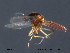  ( - FiCer209)  @12 [ ] CreativeCommons - Attribution Non-Commercial Share-Alike (2012) NTNU Museum of Natural History and Archaeology NTNU Museum of Natural History and Archaeology