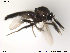  ( - FiCer219)  @12 [ ] CreativeCommons - Attribution Non-Commercial Share-Alike (2012) NTNU Museum of Natural History and Archaeology NTNU Museum of Natural History and Archaeology
