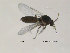  ( - FiCer37)  @13 [ ] CreativeCommons - Attribution Non-Commercial Share-Alike (2012) NTNU Museum of Natural History and Archaeology NTNU Museum of Natural History and Archaeology