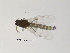  ( - FiCer58)  @12 [ ] CreativeCommons - Attribution Non-Commercial Share-Alike (2012) NTNU Museum of Natural History and Archaeology NTNU Museum of Natural History and Archaeology