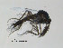  ( - FiCer94)  @12 [ ] CreativeCommons - Attribution Non-Commercial Share-Alike (2012) NTNU Museum of Natural History and Archaeology NTNU Museum of Natural History and Archaeology