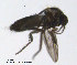  ( - FiCer96)  @12 [ ] CreativeCommons - Attribution Non-Commercial Share-Alike (2012) NTNU Museum of Natural History and Archaeology NTNU Museum of Natural History and Archaeology