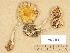  ( - H6000358)  @11 [ ] Copyright (2012) Diana Weckman Botanical Museum, Finnish Museum of Natural History, University of Helsinki