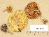  ( - H6004572)  @11 [ ] Copyright (2012) Diana Weckman Botanical Museum, Finnish Museum of Natural History, University of Helsinki