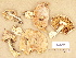  ( - H6016455)  @11 [ ] Copyright (2012) Diana Weckman Botanical Museum, Finnish Museum of Natural History, University of Helsinki