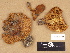  (Cortinarius glaucopus - H6029322)  @11 [ ] Copyright (2012) Diana Weckman Botanical Museum, Finnish Museum of Natural History, University of Helsinki