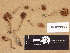  ( - H6029338)  @11 [ ] Copyright (2012) Diana Weckman Botanical Museum, Finnish Museum of Natural History, University of Helsinki