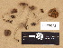  (Cortinarius sp. TN004 - H6029342)  @11 [ ] Copyright (2012) Diana Weckman Botanical Museum, Finnish Museum of Natural History, University of Helsinki