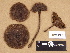  (Cortinarius sp. TN009 - H6029362)  @11 [ ] Copyright (2012) Diana Weckman Botanical Museum, Finnish Museum of Natural History, University of Helsinki