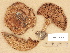  ( - H6029406)  @11 [ ] Copyright (2012) Diana Weckman Botanical Museum, Finnish Museum of Natural History, University of Helsinki