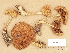  ( - H6029507)  @11 [ ] Copyright (2012) Diana Weckman Botanical Museum, Finnish Museum of Natural History, University of Helsinki