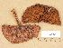  ( - H6030031)  @11 [ ] Copyright (2012) Diana Weckman Botanical Museum, Finnish Museum of Natural History, University of Helsinki