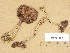  ( - H6031157)  @11 [ ] Copyright (2012) Diana Weckman Botanical Museum, Finnish Museum of Natural History, University of Helsinki