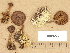  (Cortinarius bataillei - H6032270)  @11 [ ] Copyright (2012) Diana Weckman Botanical Museum, Finnish Museum of Natural History, University of Helsinki