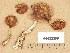  (Cortinarius sp. TN014 - H6032398)  @11 [ ] Copyright (2012) Diana Weckman Botanical Museum, Finnish Museum of Natural History, University of Helsinki